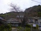 河津桜原木