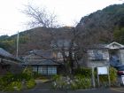 河津桜原木