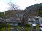 河津桜原木