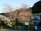 原木