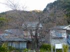 河津桜原木