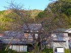 河津桜原木