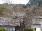 河津桜原木