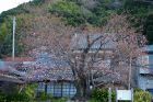 河津桜原木