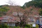 河津桜原木