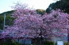 河津桜原木