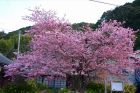 河津桜原木