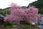 河津桜原木