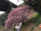 七滝で1番早い桜🌸