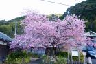 河津桜原木