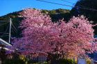 河津桜原木