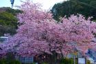 河津桜原木