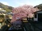 いでゆ橋付近　くるまの桜