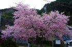 河津桜原木