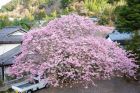 川合野　てっぽうの桜