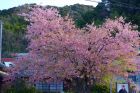 河津桜原木