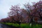 館橋桜並木
