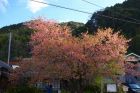 河津桜原木