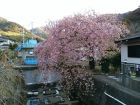 いでゆ橋付近　くるまの桜