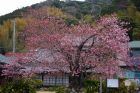 河津桜原木