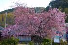 河津桜原木