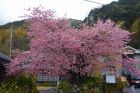 河津桜原木