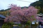 河津桜原木