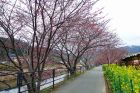 笹原公園周辺桜並木