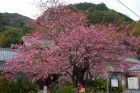 河津桜原木