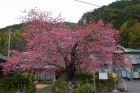 河津桜原木