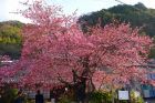 河津桜原木