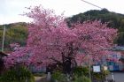 河津桜原木