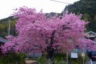 河津桜原木