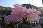 河津桜原木