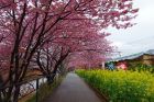 笹原公園周辺桜並木