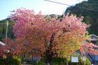 河津桜原木