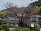 河津桜原木