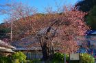 河津桜原木