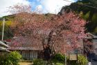 河津桜原木