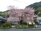 河津桜原木