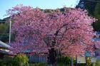 河津桜原木