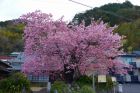 河津桜原木