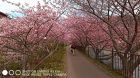温泉会館桜のトンネル
