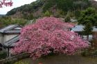 上河津地区　川横てっぽうの桜