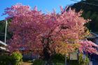 河津桜原木