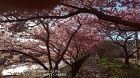 音蔵の桜