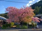 河津桜原木