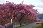 川沿い桜並木