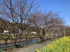 笹原公園桜並木