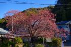 河津桜原木